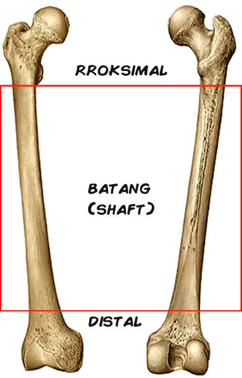 struktur tulang paha
