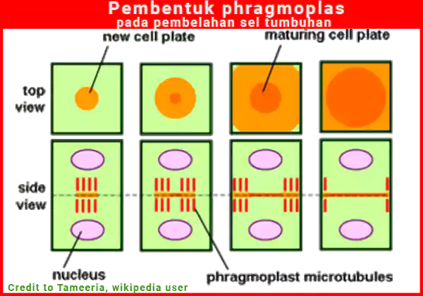 proses pembentukan phragmoplas pada pembelahan sel tumbuhan