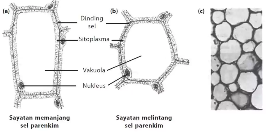 fungsi sel tumbuhan-sel parenkim pada tumbuhan