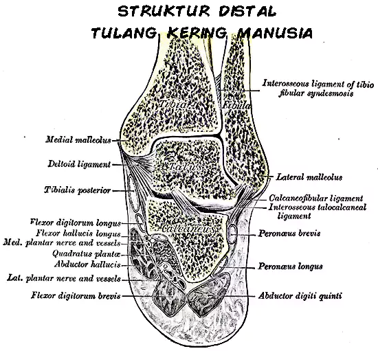 struktur tulang kering bagian distal