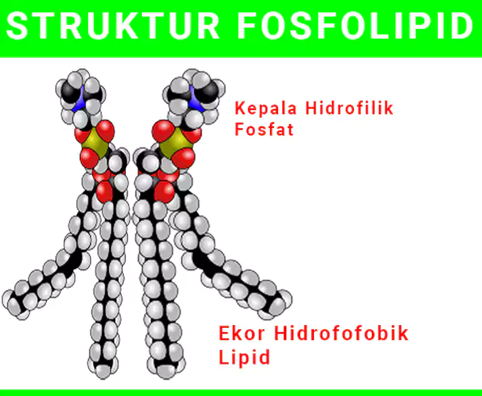 struktur fosfolipid