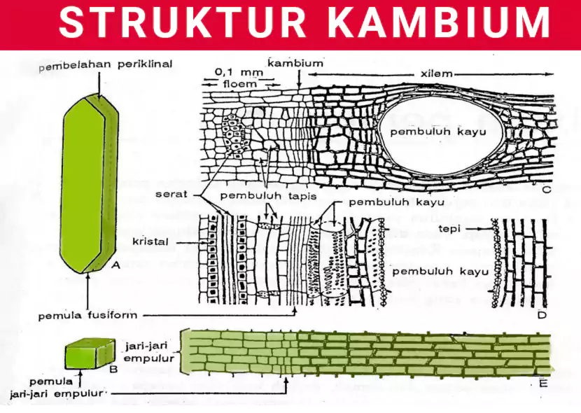 struktur dan fungsi kambium pada tumbuhan
