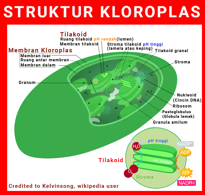 Struktur kloroplas fungsi kloroplas