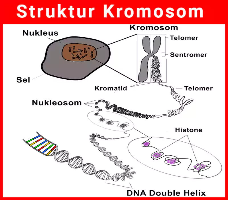 struktur kromosom