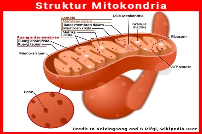 struktur mitokondria dan fungsi mitokondria