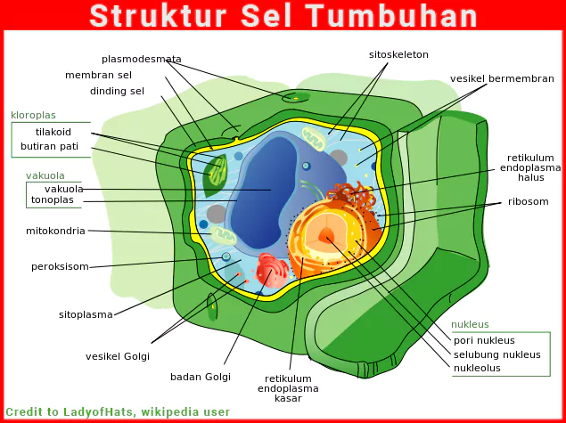 Struktur sel tumbuhan lengkap dengan organel sel dan dinding sel tumbuhan