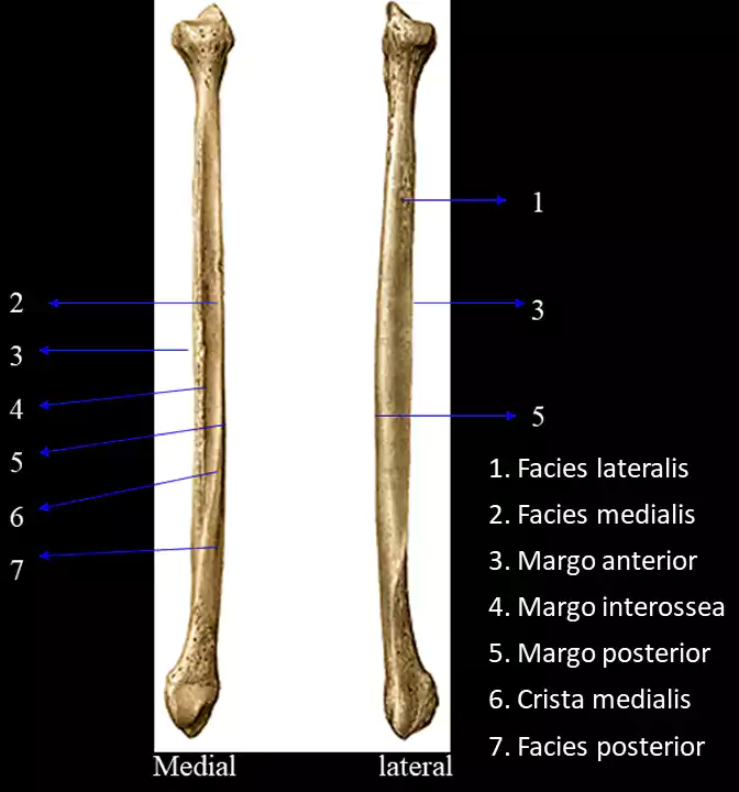 struktur batang tulang betis dan penunjukan 