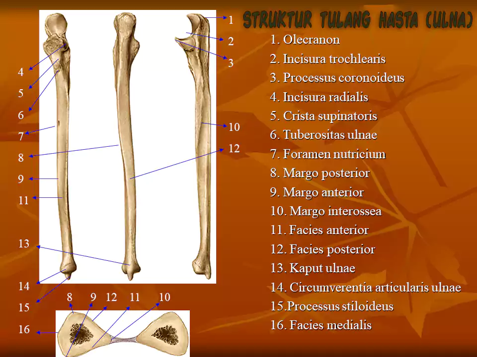 fungsi tulang hasta dan struktur tulang 