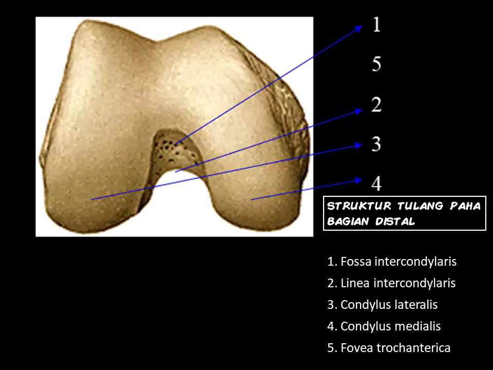 struktur distal tulang paha
