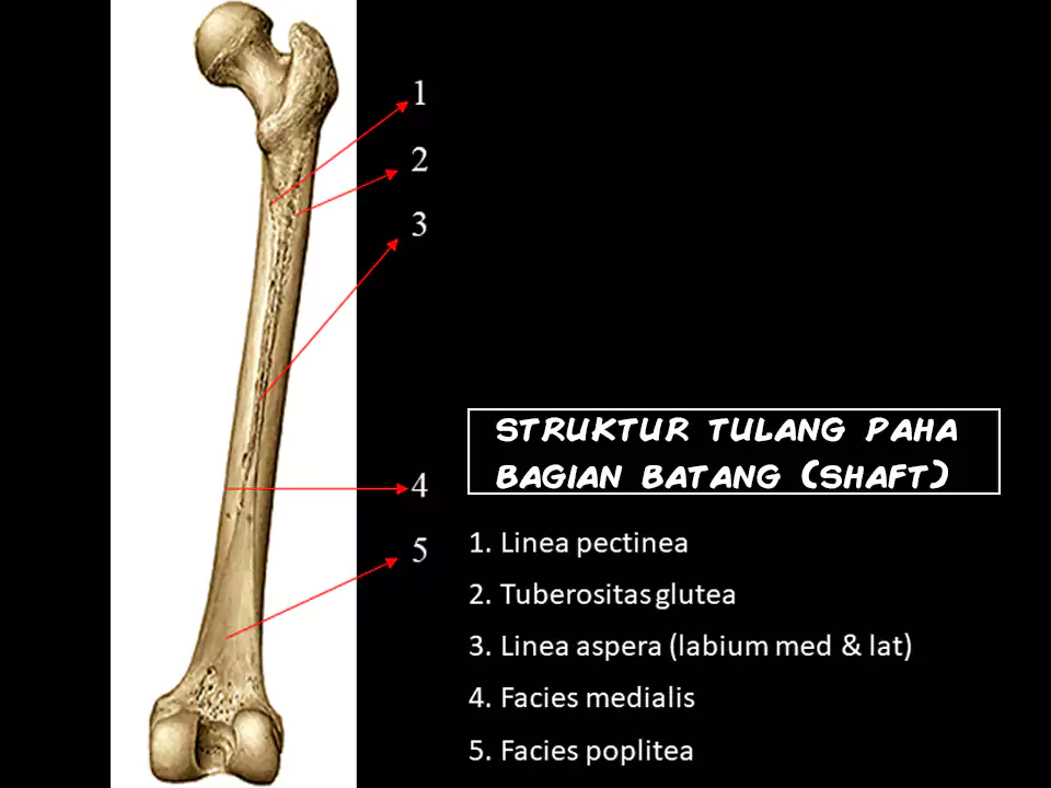 struktur batang tulang paha