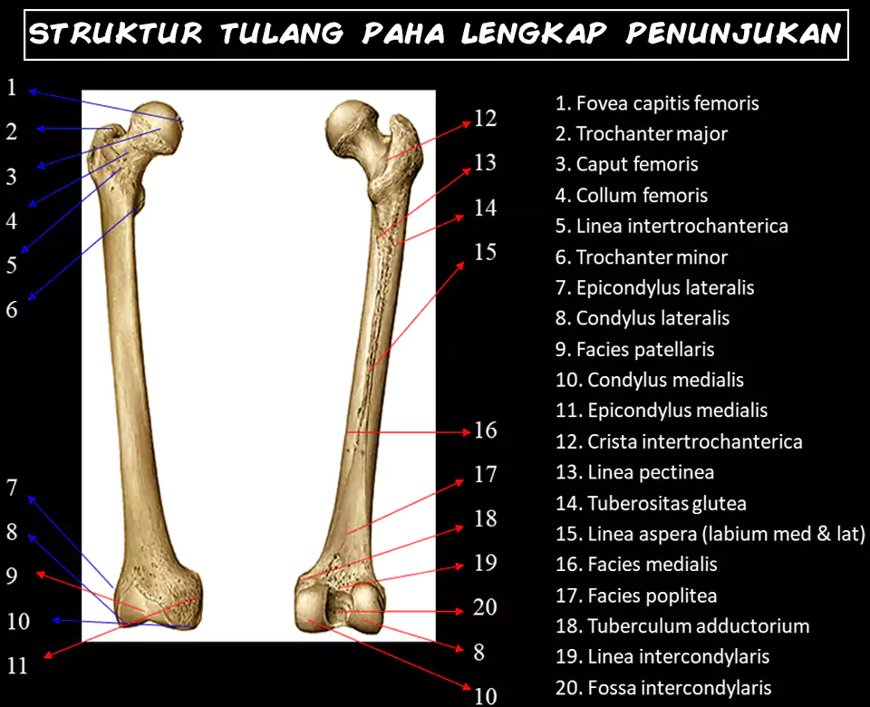 struktur lengkap tulang paha