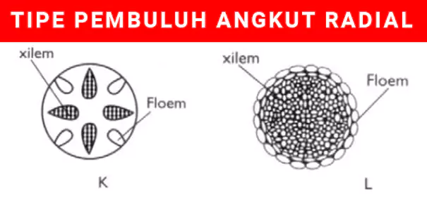 tipe pembuluh angkut radial tumbuhan xilem dan floem