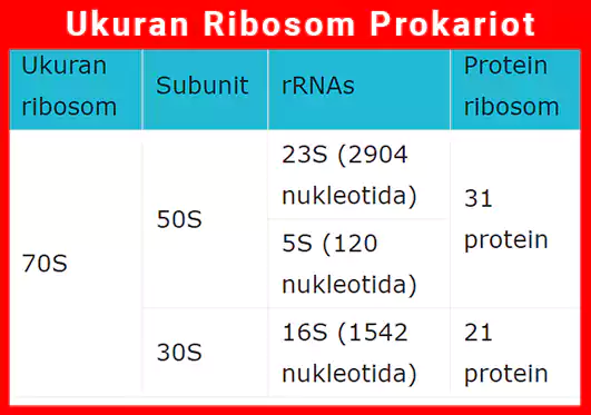 ukuran ribosom sel prokariot