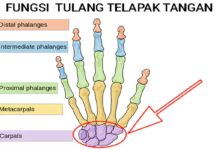 fungsi tulang telapak tangan dan struktur lengkap