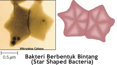 bakteri berbentuk bintang stella