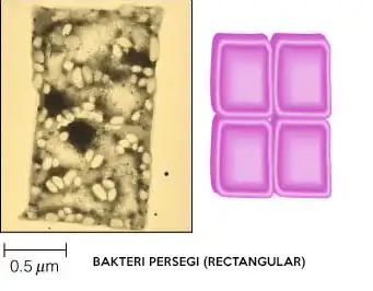 Bentuk bakteri persegi 
