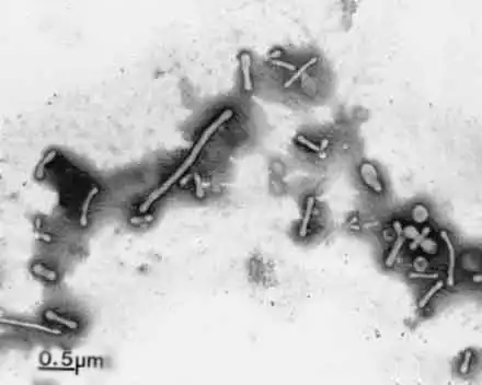 bakteri pleomorfik Mycoplasma