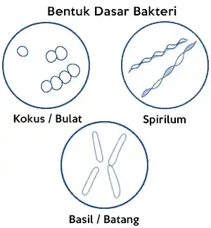 Bentuk bakteri yang umum