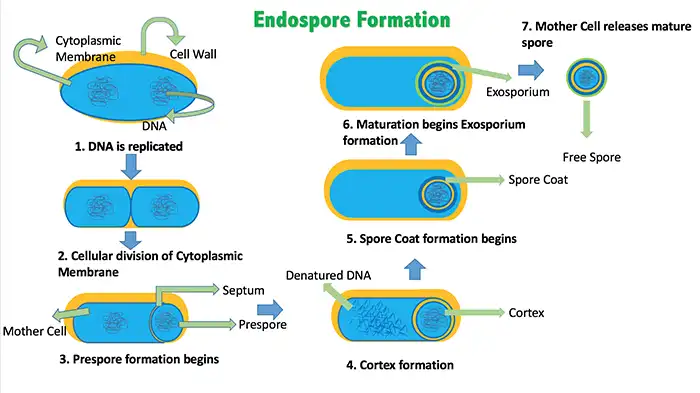 pembentukan endospora bakteri gram positif