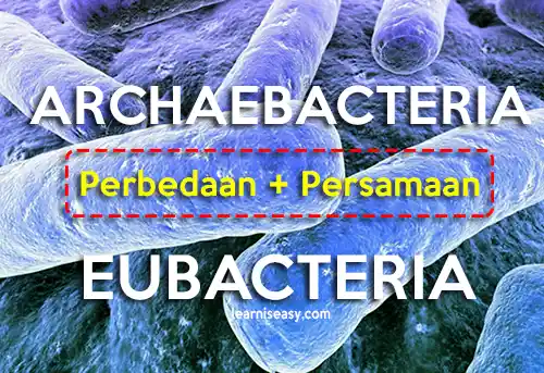 persamaan dan perbedaan archaebacteria dan eubacteria