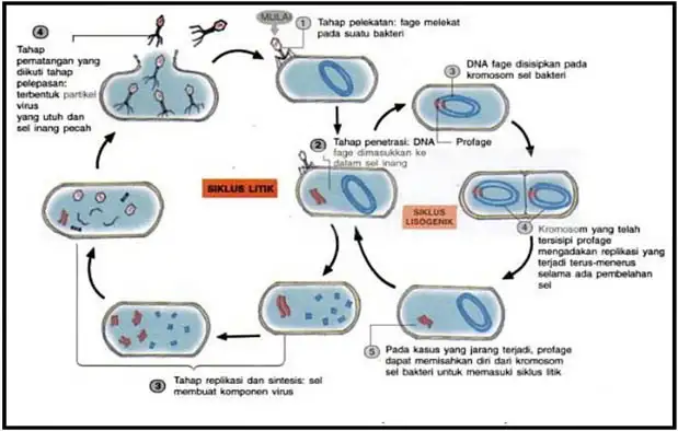siklus lisogenik virus dan hubungannya terhadap siklus litik virus