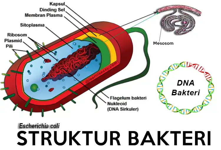 Struktur bakteri dan penunjukannya.