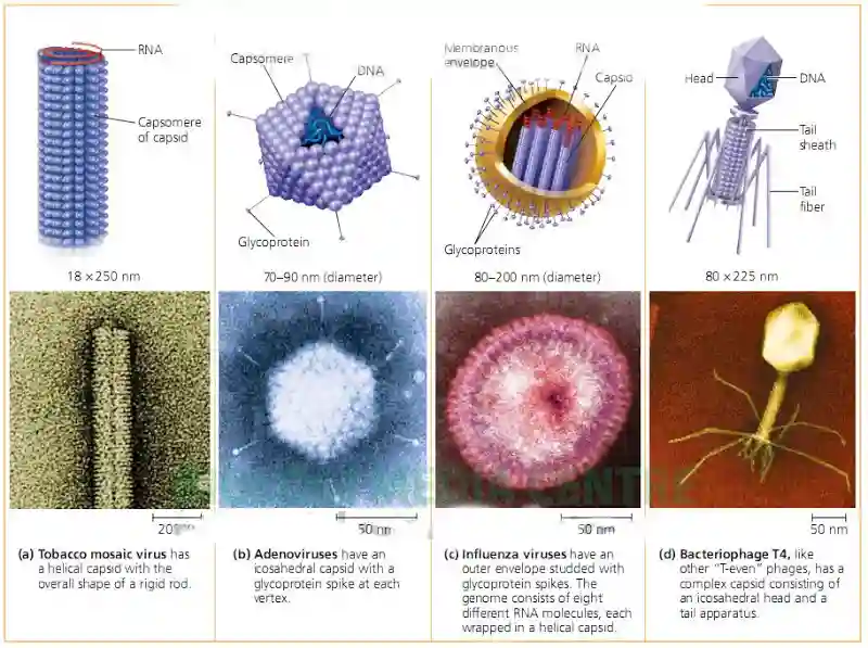 struktur dan bagian bagian virus