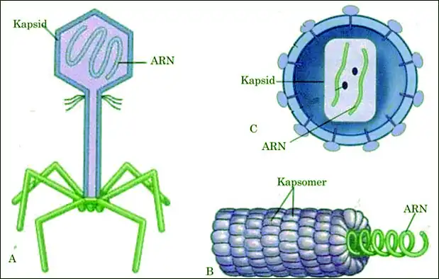 Bentuk tubuh bakteriofag dan struktur virus bakteriofag