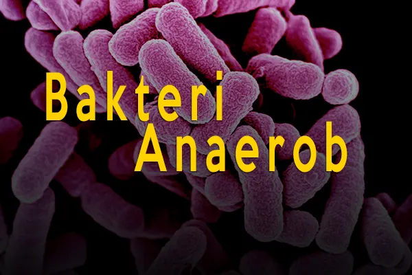 ciri ciri bakteri anaerob dan jenis serta contoh bakteri anaerob