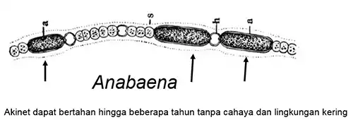 Pengertian cyanobacteria, ciri ciri, struktur cyanobacteria, reproduksi cyanobacteria.