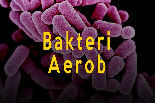 Ciri ciri bakteri aerob, jenis, serta contoh bakteri aerob