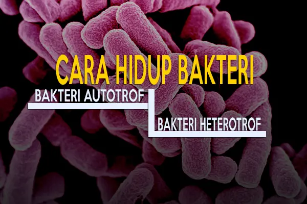 cara hidup bakteri autotrof heterotrof