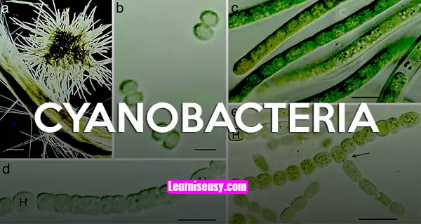 pengertian cyanobacteria ciri struktur reproduksi manfaat