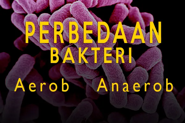 perbedaan bakteri aerob dan bakteri anaerob
