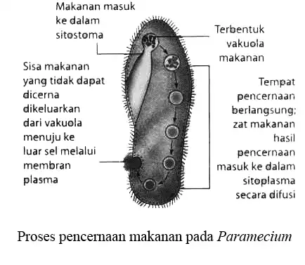 Proses pencernaan makanan pada Paramecium | Pengertian protozoa | pengertian ciliata