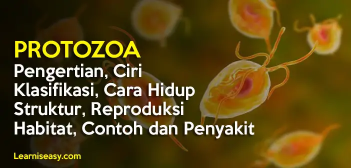 protozoa adalah pengertian contoh habitat protozoa cara hidup reproduksi