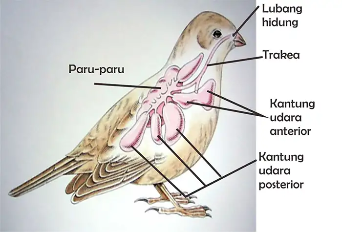 Aves: Pengertian, Karakteristik, Ciri, Klasifikasi, Sistem Organ