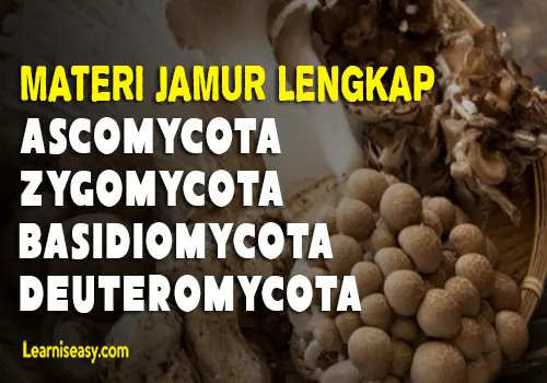 Belajar tentang jamur, klasifikasi jamur, Ascomycota, Zygomycota, Basidiomycota, Deuteromycota, Reproduksi, Cara hidup dan Contoh Jamur