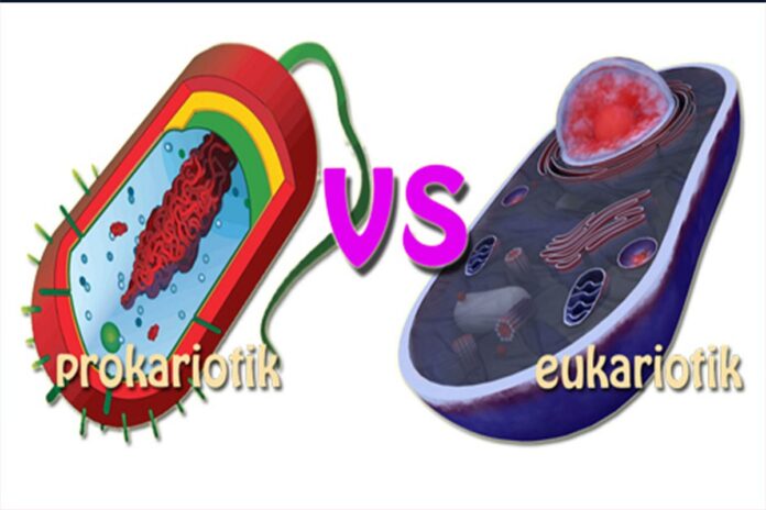 perbedaan sel prokariotik dan eukariotik