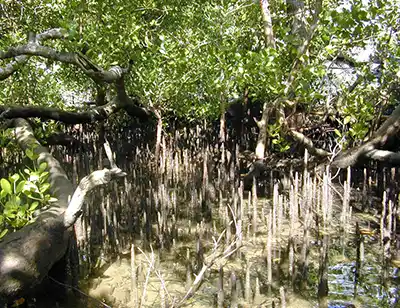 ekosistem hutan mangrove pada ekosistem air laut, Spesies Sonneratia alba