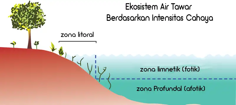 pembagian zona ekosistem air tawar berdasarkan intensitas cahaya