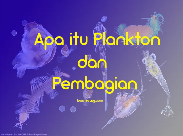 pengertian plankton dan pembagian plankton