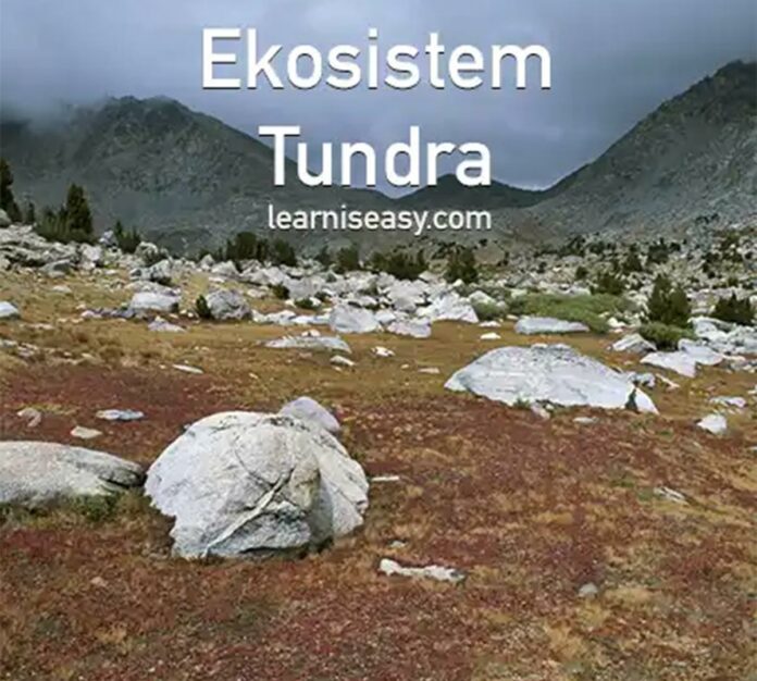 pengertian dan ciri ekosistem tundra