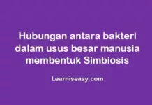 simbiosis bakteri dan usus besar manusia