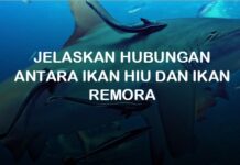 jelaskan hubungan antara ikan hiu dan ikan remora simbiosis komensalisme