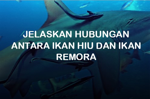 jelaskan hubungan antara ikan hiu dan ikan remora simbiosis komensalisme